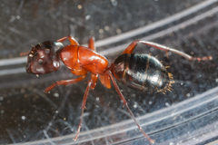 Camponotus texanus