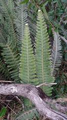 Pleopeltis lepidopteris