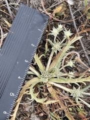 Eryngium montereyense