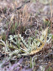 Eryngium montereyense