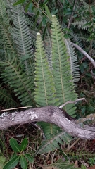 Pleopeltis lepidopteris