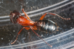Camponotus texanus