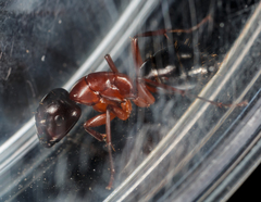 Camponotus texanus