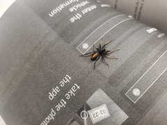 Castianeira descripta