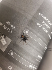 Castianeira descripta