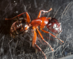 Camponotus texanus