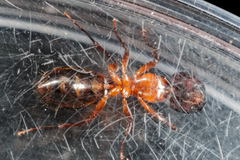 Camponotus texanus