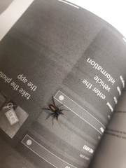 Castianeira descripta