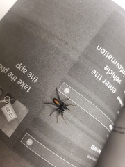 Castianeira descripta