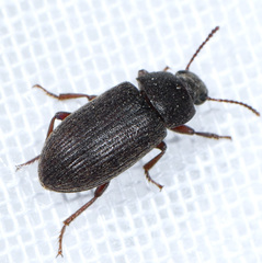 Blapstinus discolor