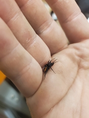 Castianeira descripta