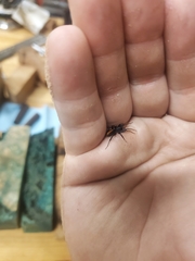 Castianeira descripta