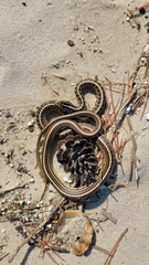 Orientocoluber spinalis