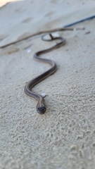 Orientocoluber spinalis