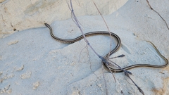 Orientocoluber spinalis