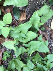 Dorstenia contrajerva