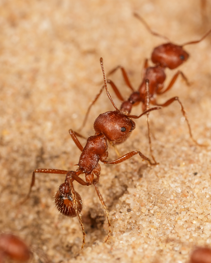 Comanche harvester ant