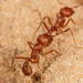 Comanche Harvester Ant - Photo (c) Meghan Cassidy, some rights reserved (CC BY-SA), uploaded by Meghan Cassidy