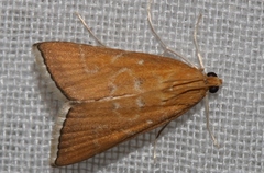 Antigastra catalaunalis