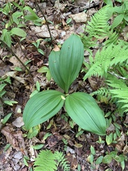 Veratrum parviflorum