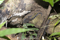 Cyrtodactylus phetchaburiensis