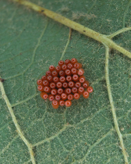 Stenomacra marginella