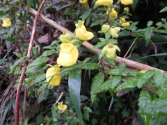 Calceolaria sparsiflora