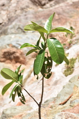 Ficus trigonata