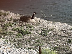 Branta canadensis