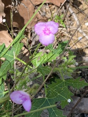 Callisia graminea
