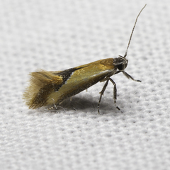 Batia lunaris