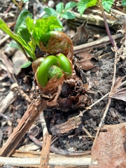 Matteuccia struthiopteris