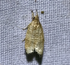 Psilocorsis cryptolechiella