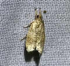 Psilocorsis cryptolechiella