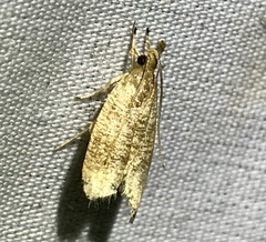 Psilocorsis cryptolechiella