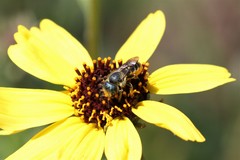 Osmia coloradensis
