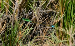 Ischnura fluviatilis