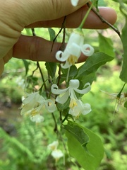 Styrax americanus