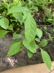 Styrax americanus