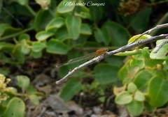 Ischnura fluviatilis