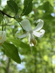 Styrax americanus