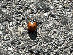 Coccinella septempunctata