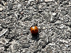 Coccinella septempunctata