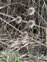 Dipsacus fullonum