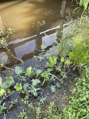 Micranthemum umbrosum