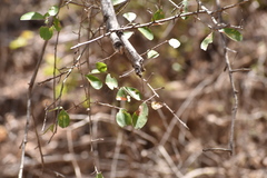 Erythroxylum havanense