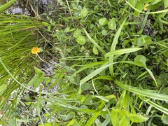 Micranthemum umbrosum