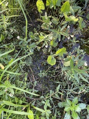 Micranthemum umbrosum