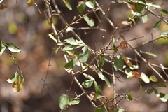 Erythroxylum havanense