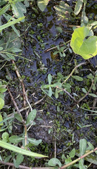 Micranthemum umbrosum